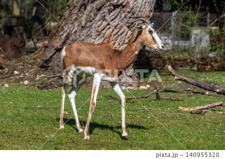 Dama gazelle, Gazella dama mhorr or mhorr gazelle is a species of gazelle Dama gazelle, Gazella dama mhorr or mhorr gazelle is a species of gazelle 140955328