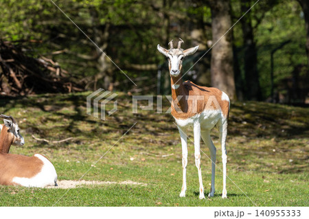 Dama gazelle, Gazella dama mhorr or mhorr gazelle is a species of gazelle Dama gazelle, Gazella dama mhorr or mhorr gazelle is a species of gazelle 140955333