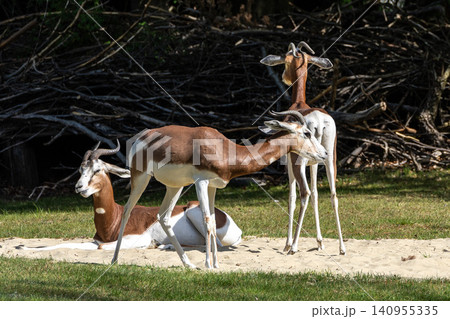 Dama gazelle, Gazella dama mhorr or mhorr gazelle is a species of gazelle Dama gazelle, Gazella dama mhorr or mhorr gazelle is a species of gazelle 140955335