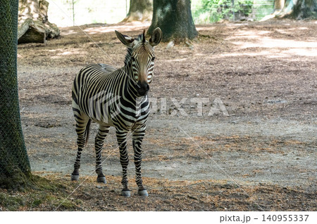 Hartmann's Mountain Zebra, Equus zebra hartmannae. An endangered zebra Hartmann's Mountain Zebra, Equus zebra hartmannae. An endangered zebra 140955337