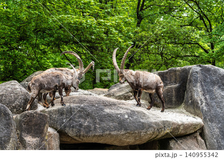 Two Ibex Mountain goats fight head to head over female and territory Two Ibex Mountain goats fight head to head over female and territory 140955342