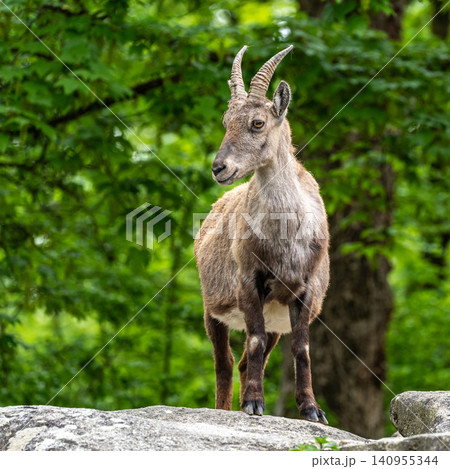 Young baby mountain ibex or capra ibex on a rock 140955344