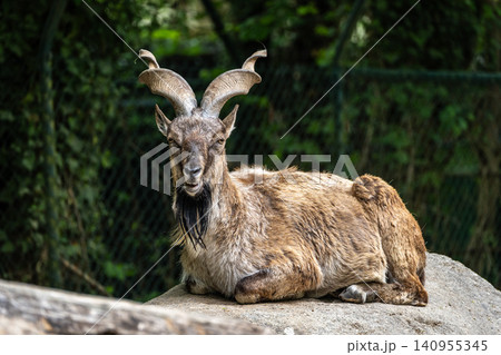 Turkmenian markhor, Capra falconeri heptneri living on the rocks 140955345