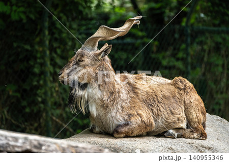 Turkmenian markhor, Capra falconeri heptneri living on the rocks Turkmenian markhor, Capra falconeri heptneri living on the rocks 140955346