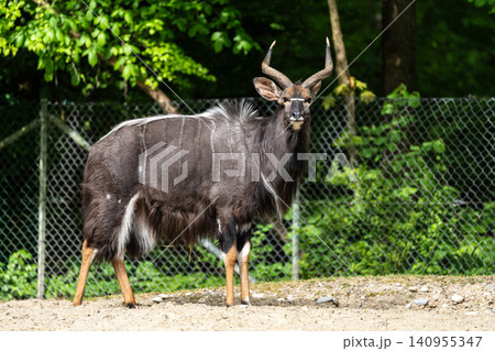 Nyala Antelope - Tragelaphus angasii. Wild life animal. Nyala Antelope - Tragelaphus angasii. Wild life animal. 140955347