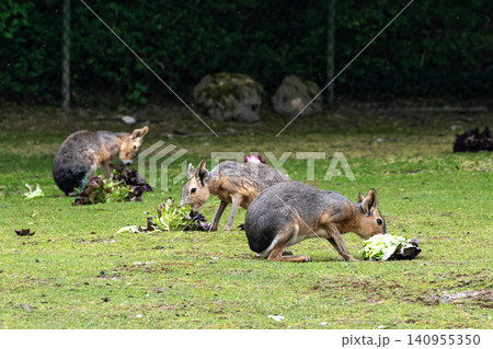 Patagonian Mara, Dolichotis patagonum are large relatives of guinea pigs 140955350
