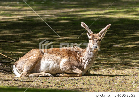 The fallow deer, Dama mesopotamica is a ruminant mammal The fallow deer, Dama mesopotamica is a ruminant mammal 140955355