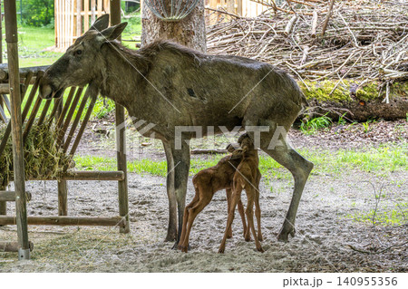 Family of moose or elk, Alces alces is the largest extant species in the deer family. Family of moose or elk, Alces alces is the largest extant species in the deer family. 140955356