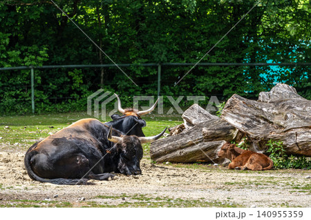 Family of Heck cattle, Bos primigenius taurus or aurochs in a German park Family of Heck cattle, Bos primigenius taurus or aurochs in a German park 140955359