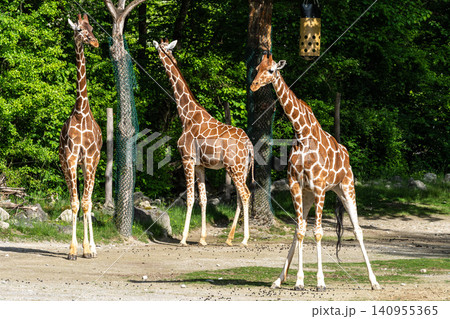 The giraffe, Giraffa camelopardalis is an African mammal The giraffe, Giraffa camelopardalis is an African mammal 140955365