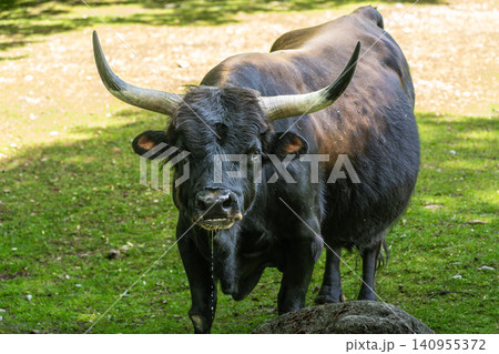 Heck cattle, Bos primigenius taurus or aurochs in a German park Heck cattle, Bos primigenius taurus or aurochs in a German park 140955372