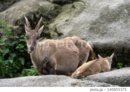 Alpine ibex, Capra ibex is a species of wild goat that lives in the mountains of the European Alps. Alpine ibex, Capra ibex is a species of wild goat that lives in the mountains of the European Alps. 140955375