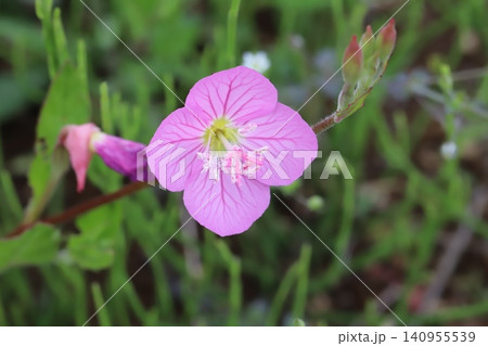 春の野原に咲くピンク色のユウゲショウの花 140955539