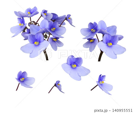 Set of small purple viola flowers isolated on white background Set of small purple viola flowers isolated on white background 140955551