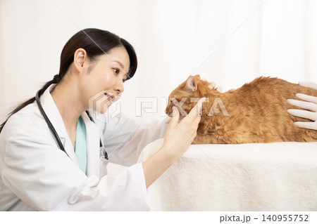 チャトラ猫の診察をする女性医師 チャトラ猫の診察をする女性医師 140955752
