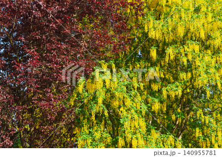 Laburnum and Red Maple in Canterbury England Laburnum and Red Maple in Canterbury England 140955781