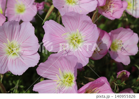春の野原に咲くピンク色のヒルザキツキミソウの花 140955826