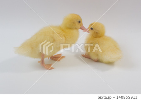Two Cute Yellow Ducklings Interacting on a White Background Two Cute Yellow Ducklings Interacting on a White Background 140955913