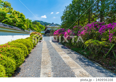 京都市山科区 隋心院 参道のつつじ 京都市山科区 隋心院 参道のつつじ 140956108