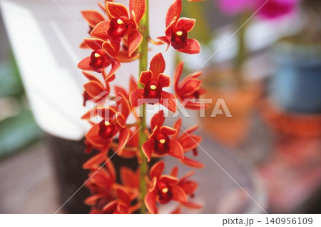 ポジフィルムで撮影した赤いランの花 ポジフィルムで撮影した赤いランの花 140956109