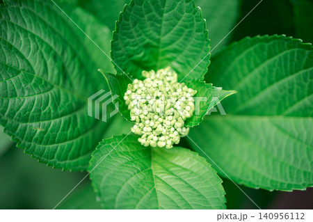 紫陽花 アジサイ 蕾 新緑 初夏 花芽 マクロ グリーン 植物 自然 背景素材 紫陽花 アジサイ 蕾 新緑 初夏 花芽 マクロ グリーン 植物 自然 背景素材 140956112