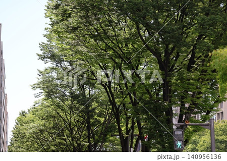 緑の葉の街路樹と青く点灯した歩行者の信号機の街並みの風景 140956136