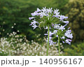 旧中川親水公園の緑を背景に咲くアガパンサスの美しい花(横位置) 旧中川親水公園の緑を背景に咲くアガパンサスの美しい花(横位置) 140956167