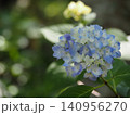 庭園に咲く青紫のアジサイの花 140956270