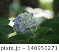 ボケ背景の青いアジサイの花 140956271