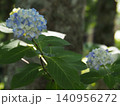 やわらかな光の中のアジサイの花 140956272