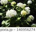 緑の葉と白いアジサイの花 140956274