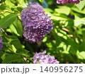 満開の紫のアジサイの花 140956275