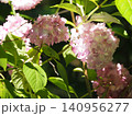 満開のピンクのアジサイの花 140956277