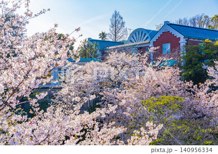 【神奈川県】港の見える丘公園 桜の季節 【神奈川県】港の見える丘公園 桜の季節 140956334