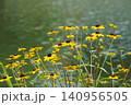旧中川親水公園の水辺を背景に咲くルドベキアの花(横位置) 旧中川親水公園の水辺を背景に咲くルドベキアの花(横位置) 140956505