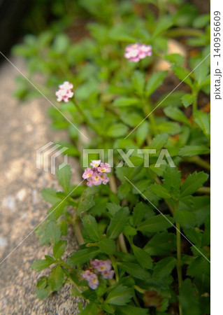 地面に広がるグランドカバーヒメイワダレソウの花 地面に広がるグランドカバーヒメイワダレソウの花 140956609
