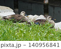 旧中川親水公園の水辺の草むらで休む2羽のカルガモ 旧中川親水公園の水辺の草むらで休む2羽のカルガモ 140956841