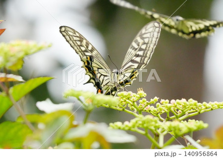 蜜を吸うアゲハチョウ 蜜を吸うアゲハチョウ 140956864