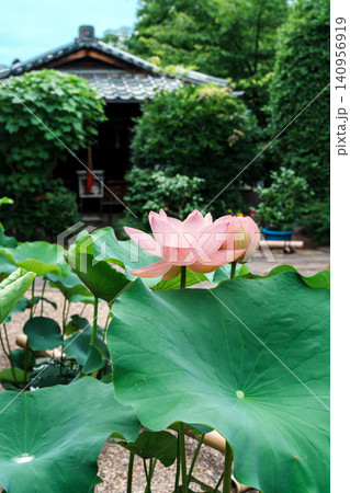 蓮の花が咲く風景 法住寺 蓮の花が咲く風景 法住寺 140956919