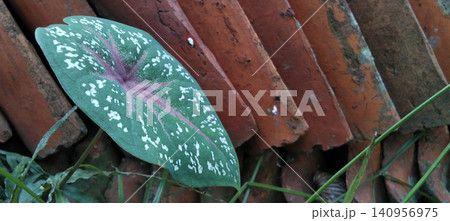 Beautiful Caladium leaves with pink veins, set against rustic clay roof tiles. Beautiful Caladium leaves with pink veins, set against rustic clay roof tiles. 140956975