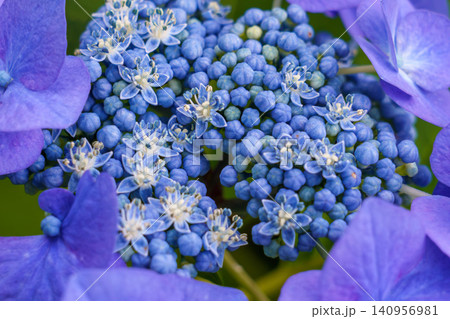 青い紫陽花 青い紫陽花 140956981