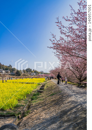 浜松市の東大山の河津桜の風景(静岡県) 浜松市の東大山の河津桜の風景(静岡県) 140957001