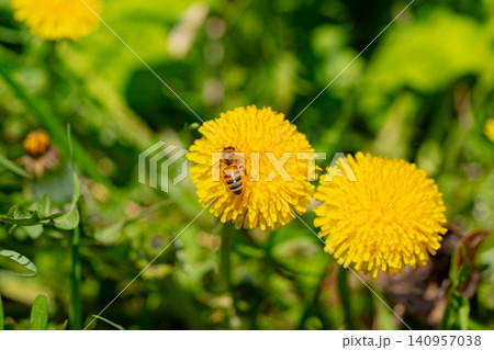 Macro. The honey bee collects pollen from a dandelion flower. Collects nectar Macro. The honey bee collects pollen from a dandelion flower. Collects nectar 140957038