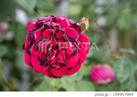 A red rose flower having sunburn damaged. Rose flowers get sunburned due to being exposed to too much sunlight which makes them vulnerable to fire. A red rose flower having sunburn damaged. Rose flowers get sunburned due to being exposed to too much sunlight which makes them vulnerable to fire. 140957064