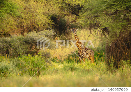 Male Masai giraffe stands staring in bushes Male Masai giraffe stands staring in bushes 140957099