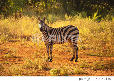 Plains zebra stands in clearing watching camera Plains zebra stands in clearing watching camera 140957110