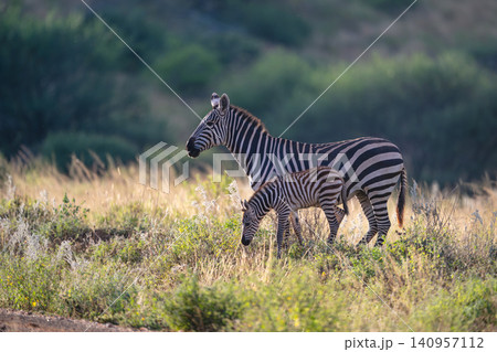 Plains zebra stands in profile beside foal 140957112