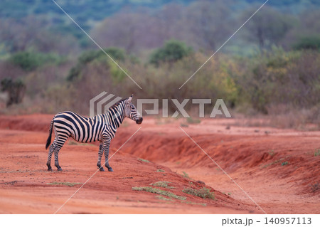 Plains zebra stands in profile by gully 140957113