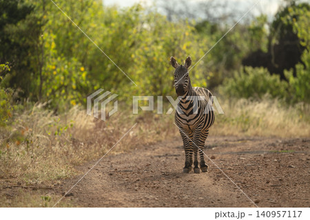 Plains zebra stands on road facing camera Plains zebra stands on road facing camera 140957117