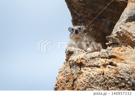Rock hyrax on rock under blue sky Rock hyrax on rock under blue sky 140957132